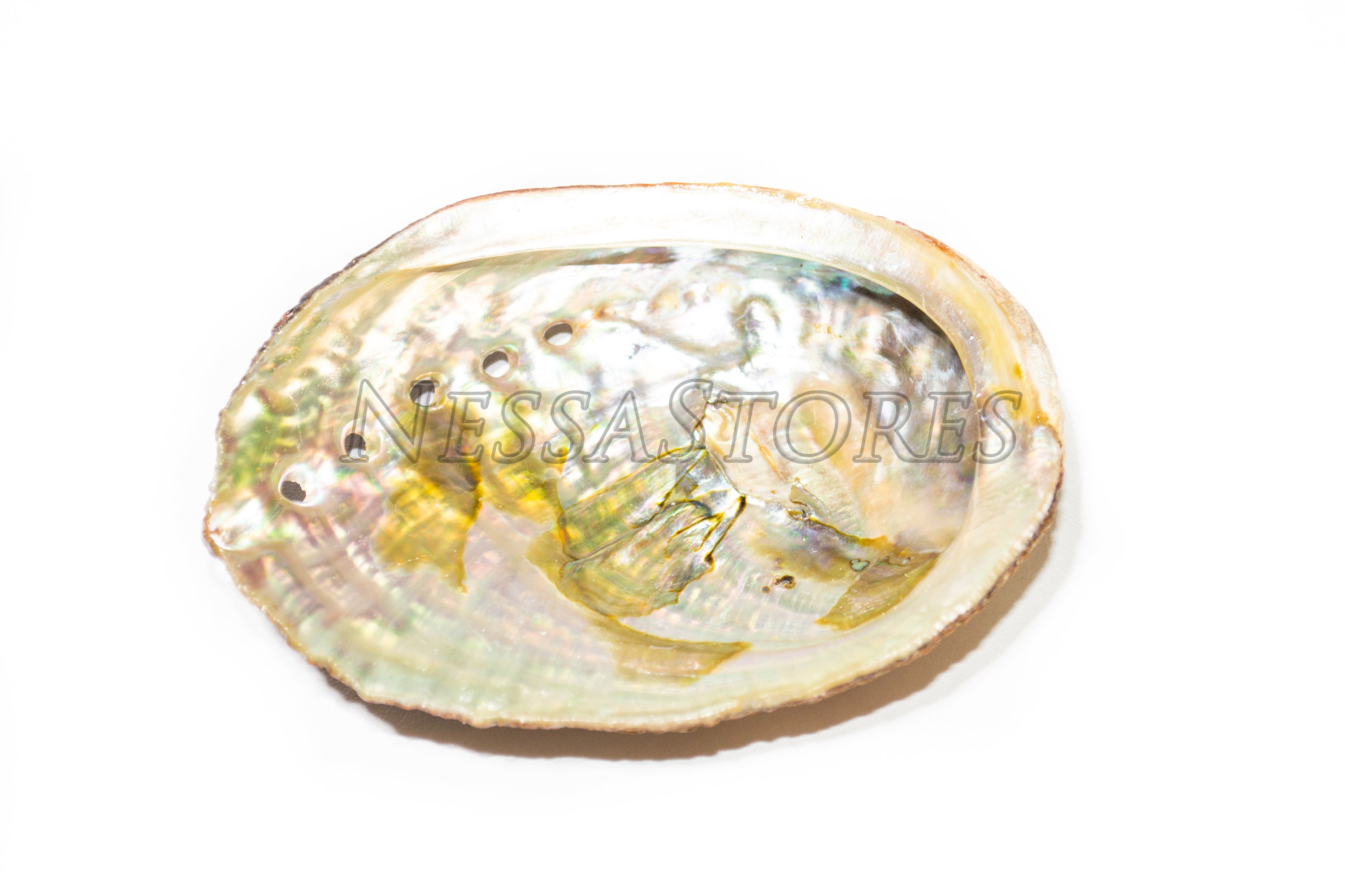 NessaStores- アワビ貝殻ビーチクラフト 3インチ - 4インチ (3個) #JC