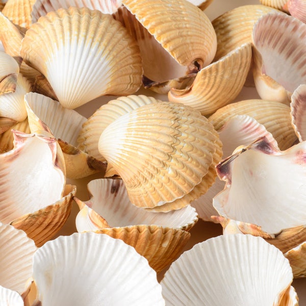 NessaStores- Mexican Deep Sea Shell Beach Craft Scallop 2 1/2" - 3" (20 PCS ) #JC-032