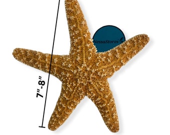 #JC-215 24 pcs NessaStores Sugar Starfish Sea Shell Wedding Real Craft 5-6 #JC-215 24 pcs NessaStores Sugar Starfish Sea Shell Wedding Real Craft 5-6