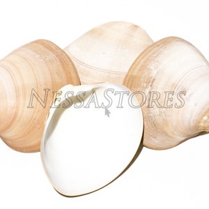 NessaStores- Brown Clam Sea Shell Beach Craft Scallop 3&quot; - 4&quot; (4 PCS ) #JC-076