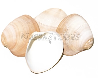 NessaStores Brown Clam Sea Shell Beach Craft Scallop 3" - 4" (4 PCS ) #JC-76