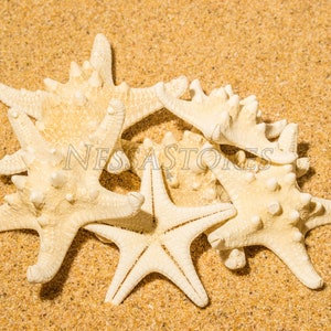 May include: A collection of off-white starfish arranged on a bed of golden sand. The starfish vary in size and texture, with some displaying prominent bumps. The scene evokes a beach or coastal theme.