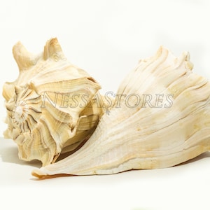 NessaStores- Natural Left Hand Whelk Sea Shell Beach Home Decor 7&quot; - 8&quot; (2 pcs) #JC-096