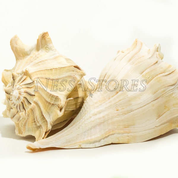 NessaStores Natural Left Hand Whelk Sea Shell Beach Home Decor 7" - 8" (2 pcs) #JC-96