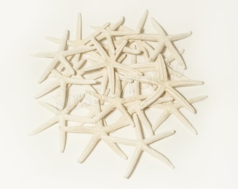 NessaStores - Biała rozgwiazda palczasta, motyw oceaniczny, dekoracja plażowa, naturalna, prawdziwa, 3" - 4" (12 szt.) #JC-048