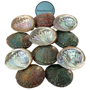 Conchiglie di abalone NessaStores da 2,5 a 3,5 pollici / Bellissima ciotola per sbavature completamente naturale - Perfetta per bastoncini di incenso e un kit per sbavature di salvia. #JC-020
