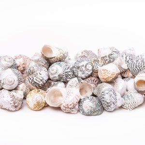 NessaStores 1" Openings Mexican Turbo Sea Shell Beach Craft Hermit Crab with 1.5" - 2.5" Overall Shell Length (24 PCS ) #JC-034
