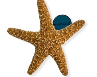 NessaStores- Sugar Starfish Sea Shell Wedding Real Craft 6&quot;-8&quot; (1 pc) #JC-216