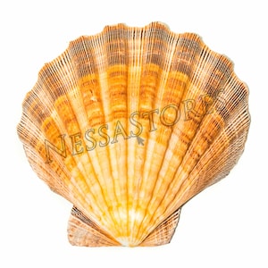 NessaStores- Orange Lion Paw Scallop Nautical Dish Beach Craft Sea Shell 41/2&quot;- 51/2&quot; (1 stuk) #JC-027