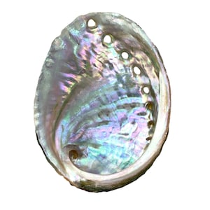 Nessastores Abalone Shells 2.5 to 3.5 Inches | Beautiful All Natural ...