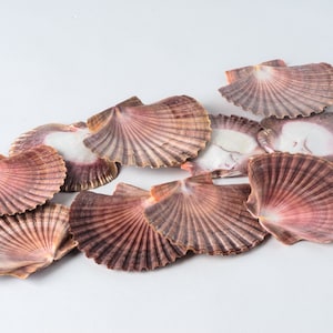 NessaStores- Mexican Flat Sea Shell Beach Craft Scallop 2" - 3" ( 10 PCS ) #JC-030