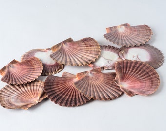 NessaStores Mexican Flat Sea Shell Beach Craft Scallop 2" - 3" ( 10 PCS ) #JC-30