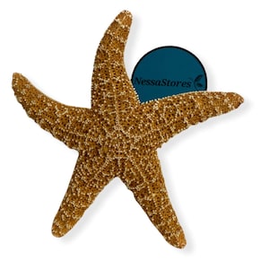 NessaStores- Sugar Starfish Sea Shell Wedding Real Craft 4&quot; - 6&quot; (1 pc) #JC-215