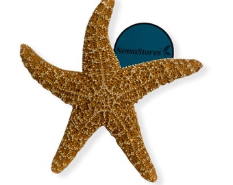 NessaStores Sugar Starfish Sea Shell Wedding Real Craft 4" - 6" (1 pc) #JC-215