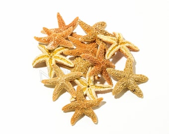 NessaStores- Sugar StarFish Sea Shell Wedding Real Craft 1 - 2&quot; (12 pcs) #JC-055