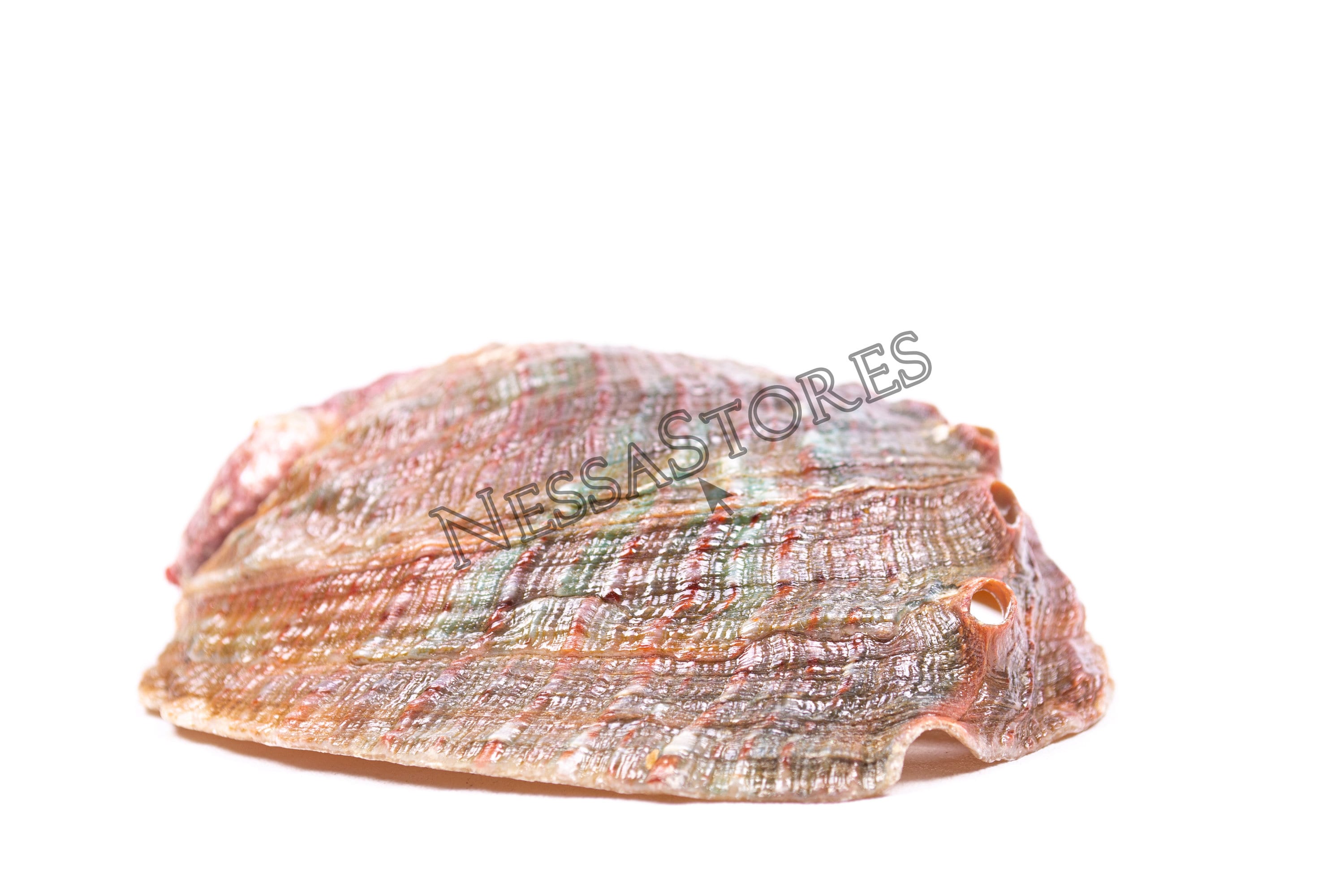 Nessastores- Threaded Abalone Sea Shell One Side Polished Beach Craft 4 ...