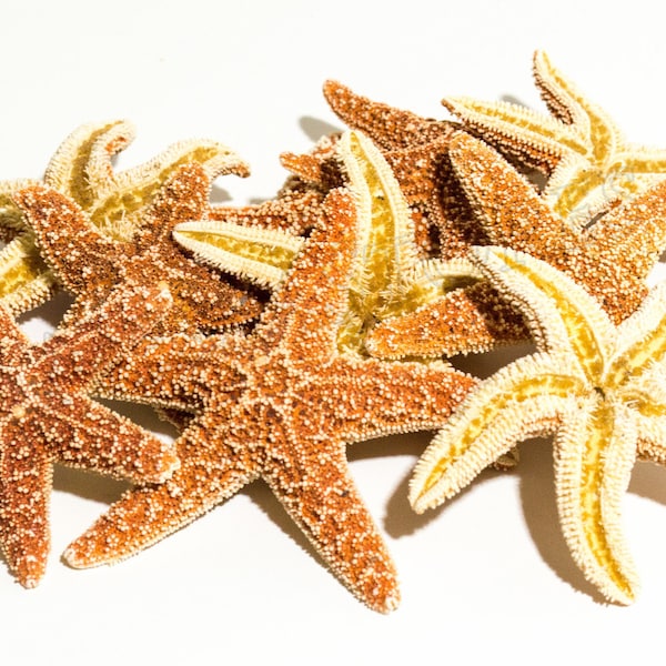 NessaStores- Sugar StarFish Sea Shell Wedding Real Craft 2" - 3" (12 pcs) #JC-56