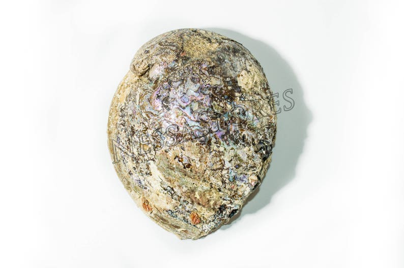 Nessastores Pink Abalone Sea Shell One Side Polished Beach - Etsy