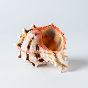 NessaStores- Brassica Murex Phyllonotus erythrostomu Hermit Crab Sea Shell 3&quot; - 4&quot;  (1 PC) #JC-036