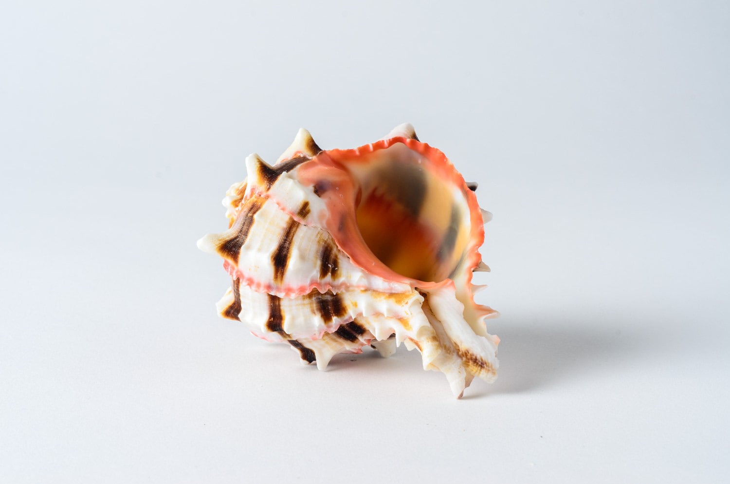 NessaStores- Brassica Murex Phyllonotus erythrostomu Hermit Crab Sea Shell 3" - 4"  (1 PC) #JC-036