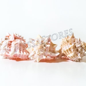 May include: Three pink and white seashells with a spiky texture. The shells are arranged in a row on a white background.
