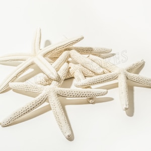 May include: A collection of off-white starfish, each with five arms, are arranged on a white surface. The starfish have a textured surface and varying sizes, creating a natural, coastal aesthetic. Ideal for beach-themed decor.
