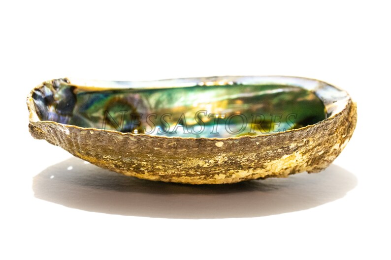 4 Natural Green Abalone Shells – One Side Polished, 5-6 Inches For Crafting #JC-17