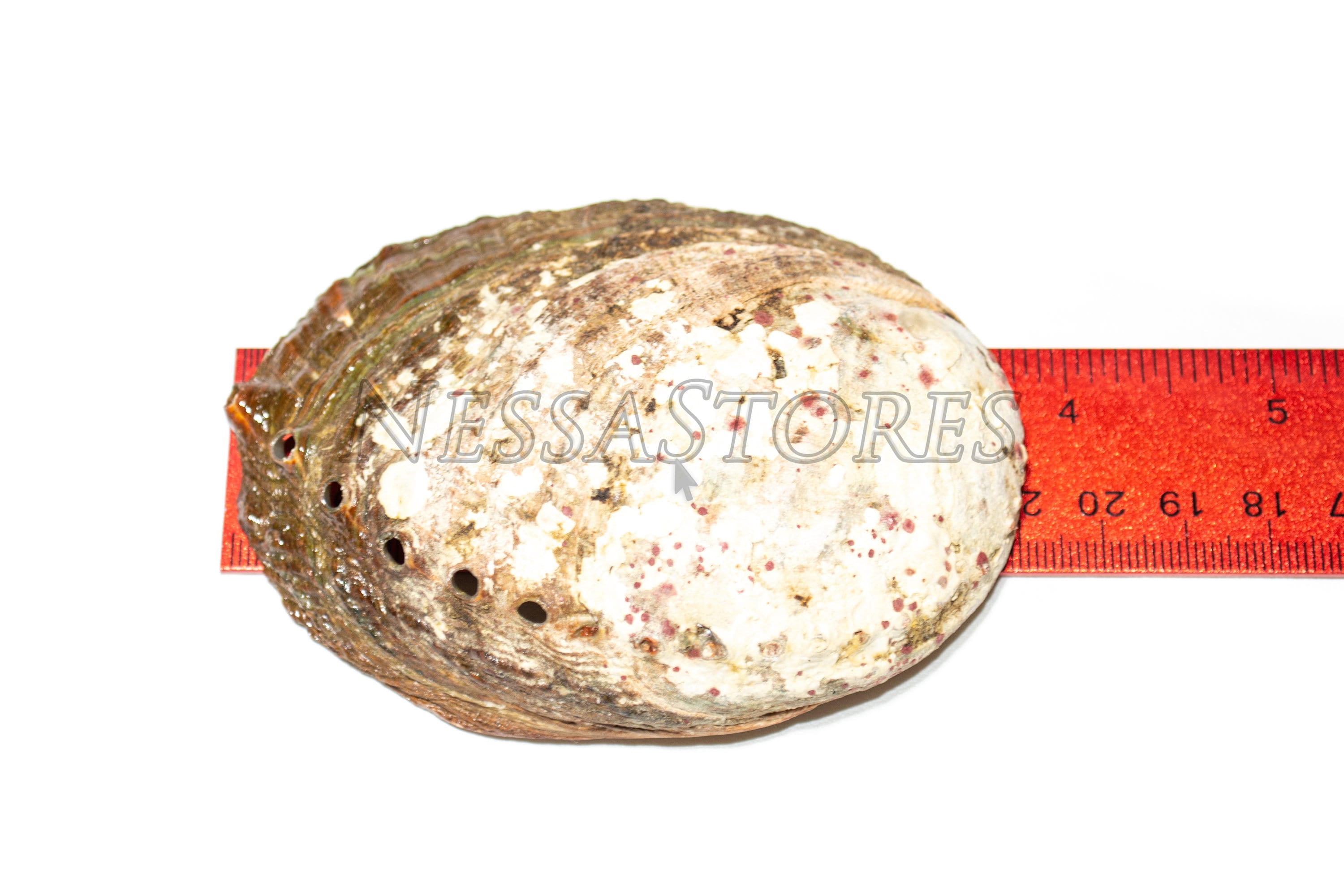 NessaStores- アワビ貝殻ビーチクラフト 3インチ - 4インチ (3個) #JC