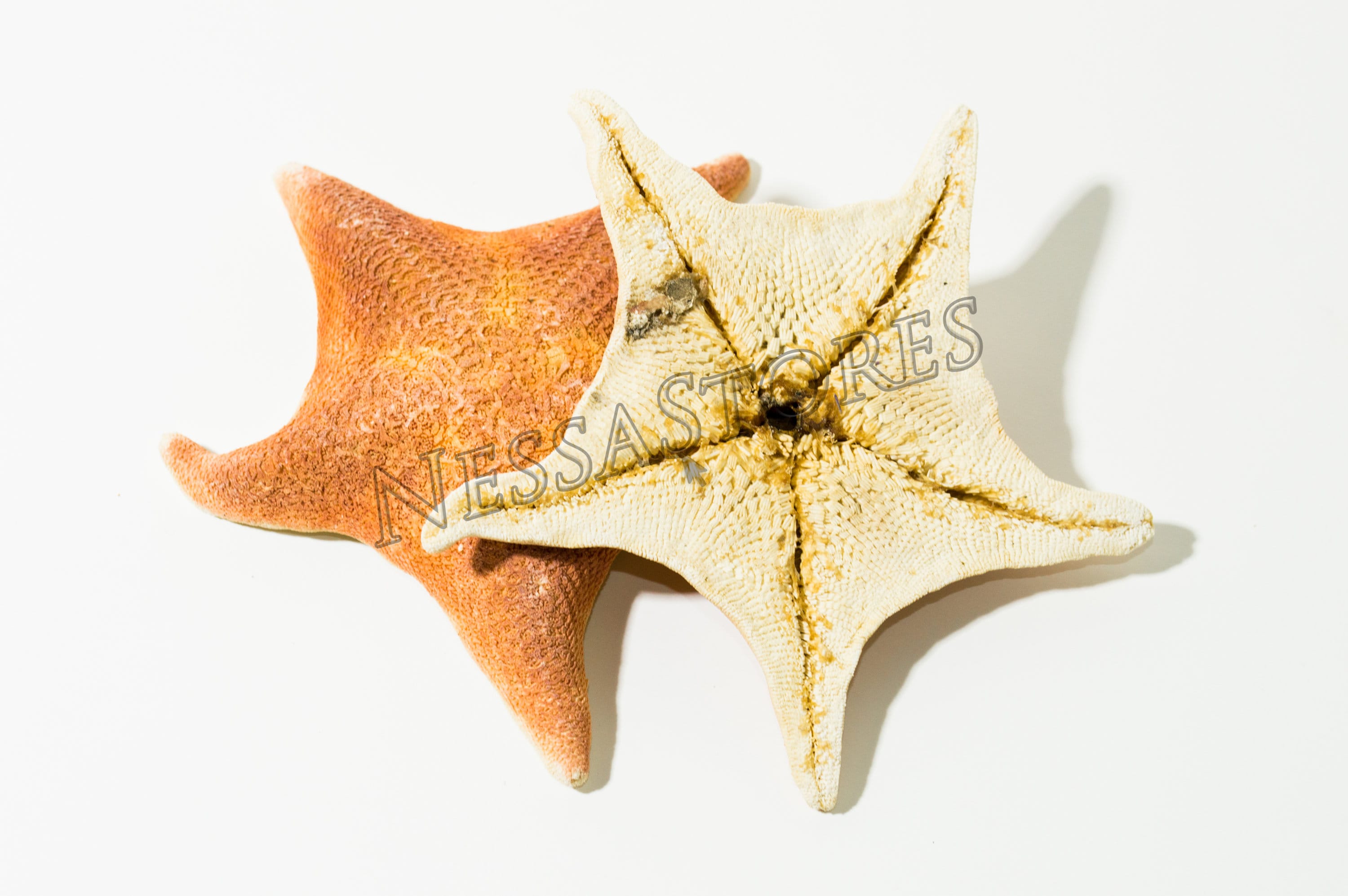 Nessastores- Bat Starfish Sea Shell Beach Wedding Real Craft 4
