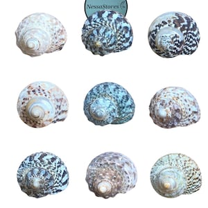 NESSASTORES Einsiedlerkrebs Muscheln mit 1 "Öffnungen für Kunsthandwerk & Stranddekoration für Zuhause. | 1,5 "-2,5" Gesamtlänge. JC-034