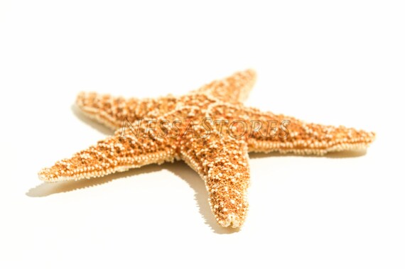 #JC-215 24 pcs NessaStores Sugar Starfish Sea Shell Wedding Real Craft 5-6 #JC-215 24 pcs NessaStores Sugar Starfish Sea Shell Wedding Real Craft 5-6