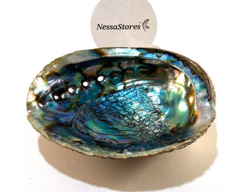 NessaStores- Green Abalone Sea Shell One Side Polished Beach Craft 6" - 7" (1 pc) #JC-018