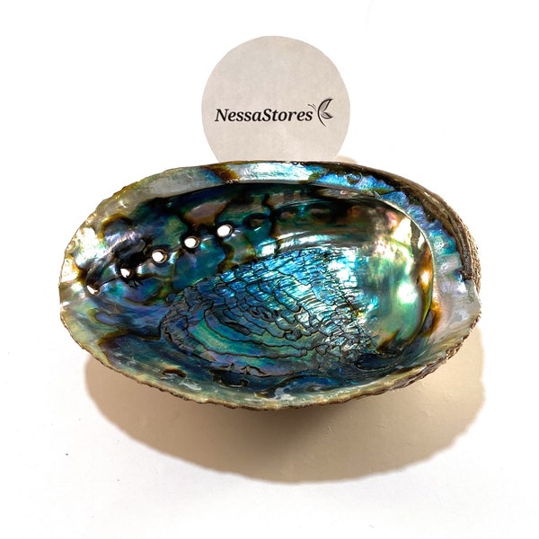 NessaStores- Green Abalone Sea Shell One Side Polished Beach Craft 6" - 7" (1 pc) #JC-018