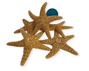 NessaStores Sugar StarFish Sea Shell Wedding Real Craft 4"-6" (3 pcs) #JC-215