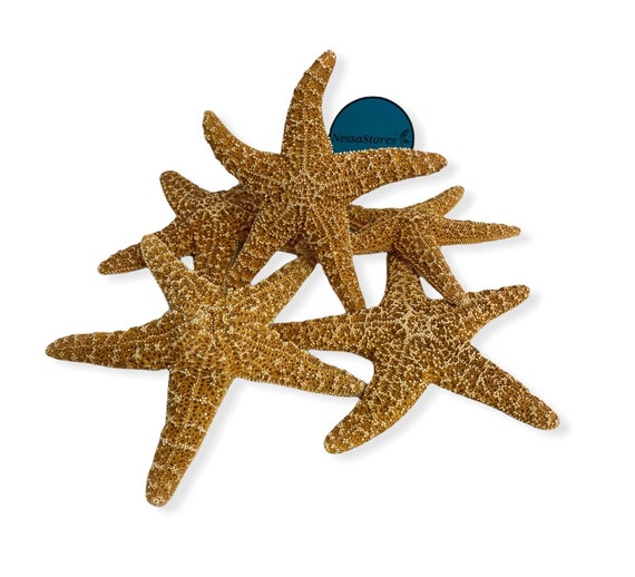 #JC-215 24 pcs NessaStores Sugar Starfish Sea Shell Wedding Real Craft 5-6 #JC-215 24 pcs NessaStores Sugar Starfish Sea Shell Wedding Real Craft 5-6
