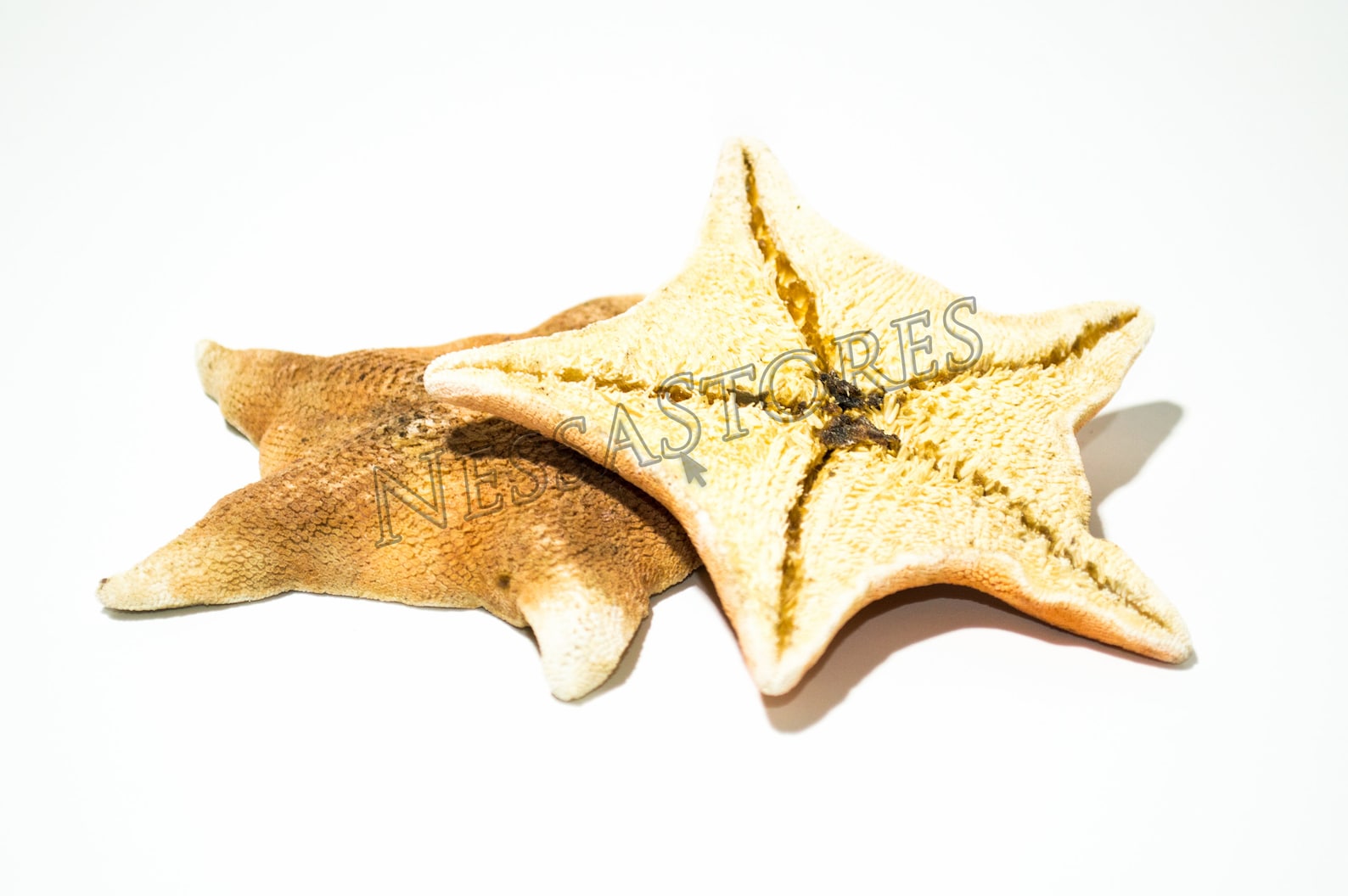 Nessastores- Bat Starfish Sea Shell Beach Wedding Real Craft 3