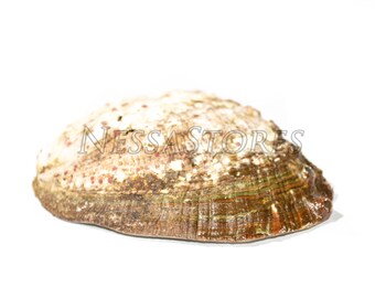 NessaStores- アワビ貝殻ビーチクラフト 3インチ - 4インチ (3個) #JC