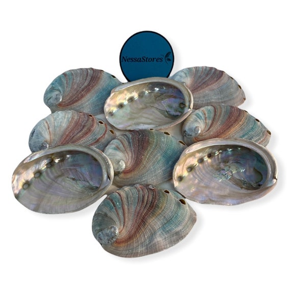 NessaStores Red Abalone Sea Shell One Side Polished Beach Craft 2" - 3" (12 pcs)#JC-20