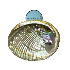 Abalone Shell 4 to 5 Inches | Beautiful All Natural Smudge Bowl - Perfect for Smudge Sticks, Incense Sticks and a Sage Smudge Kit. JC-011