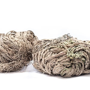 NessaStores- Rose Of Jericho 2&quot;-3&quot; Resurrection Plant (2 pcs) #JC-164