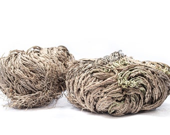 NessaStores- Rose Of Jericho 2&quot;-3&quot; Resurrection Plant (2 pcs) #JC-164