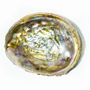 May include: A large iridescent abalone shell with a smooth, rounded shape. The shell has a variety of colors, including green, blue, purple, and gold.