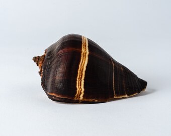 Polished Fiber Conch Sea Shell Beach Home Decor 4" - 5" ( 1 PC )