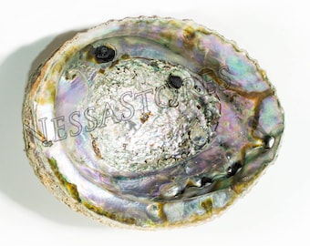 Nessastores- Pink Abalone Sea Shell One Side Polished Beach Craft 6 ...