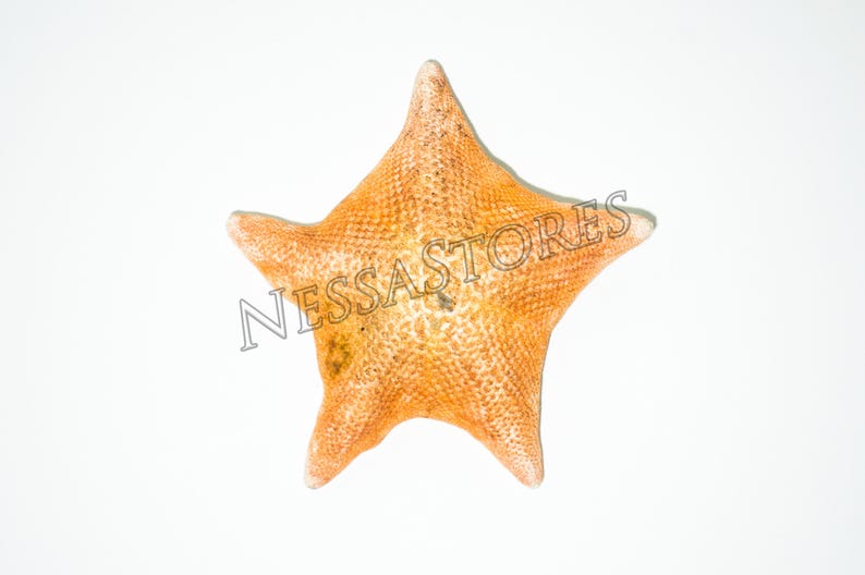 Nessastores- Bat Starfish Sea Shell Beach Wedding Real Craft 3