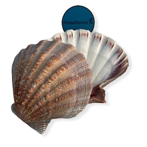 NessaStores- Natural Lion Paw Scallop Nautical Dish Beach Craft Sea Shell 5&quot;-5 1/2&quot; (1 paar) #JC-026