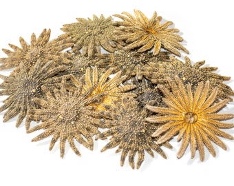 May include: A group of dried starfish in various shades of brown and yellow. The starfish are arranged in a pile on a white background.