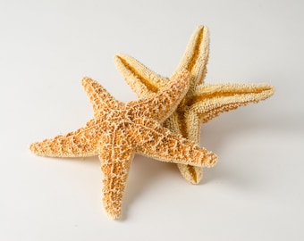 NessaStores- Sugar StarFish Sea Shell Wedding Real Craft 6&quot; - 8&quot; (2 pcs) #JC-216