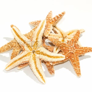 NessaStores- Sugar StarFish Sea Shell Wedding Real Craft 3" - 4" (6 pcs) #JC-57