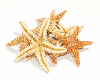 NessaStores- Sugar StarFish Sea Shell Wedding Real Craft 3&quot; - 4&quot; (6 pcs) #JC-057